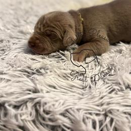Thyme - Silver male Great Dane puppy in Norton, Ohio from Guilty Pleasure Great Danes & Frenchies