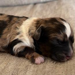 Tootsie - Chocolate merle female Bernedoodle puppy in Lamar, Colorado from Jozlyn’s Pups