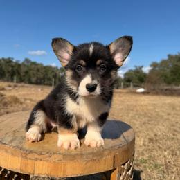 Kora (Financing Available) - Black and white female American Corgi puppy in Inverness, Florida from Canaan Farm Corgis