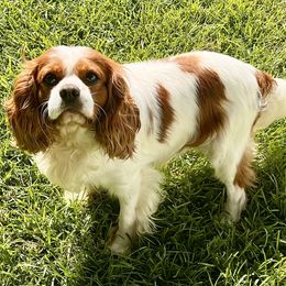 Cooper - Cavalier King Charles Spaniel