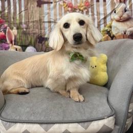 Ranch - Dachshund