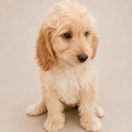 Yellow - Cream female Goldendoodle puppy in San Diego, California from Serrano Pups