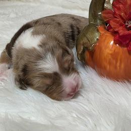 Boy 3 - male Australian Shepherd puppy in Sparta, Tennessee from SugarWood Australian Shepherds