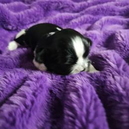 Boy 2 - Black and white male Shih Tzu puppy in Little Falls, Minnesota from Tough Shih