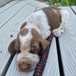 Washington - White and chestnut male Bracco Italiano puppy in Silver Summit, Utah from Snow Peak Kennel