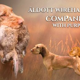 Wirehaired Vizslas from Áldott Wirehaired Vizslas