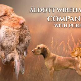 Wirehaired Vizslas from Áldott Wirehaired Vizslas