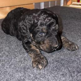 Pepper - Phantom male Goldendoodle puppy in Nathalie, Virginia from Deez Doodles