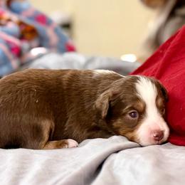 Theodore - Red tri male Toy Australian Shepherd puppy in College Station, Texas from South Paw Toy Aussies