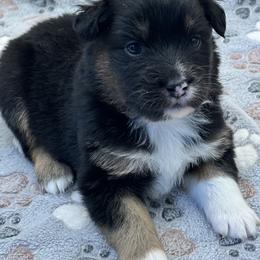 Girl 3 - female Australian Shepherd puppy in California, Kentucky from R and B Aussies