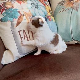 KRINGLE - Chocolate and white male Chihuahua puppy in Richmond, Virginia from Bayberry ChihuahuasTM