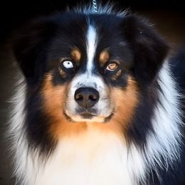 Crackerjack - Australian Shepherd