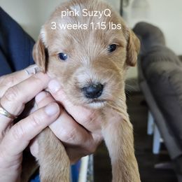 SuzyQ pink collar - Apricot female Goldendoodle puppy in Fairmount, Indiana from Capens' Doodles,Poodles and Poo's
