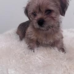 Howard - Liver male Shih Tzu puppy in Washington, Washington, D.C. from BVPT puppies