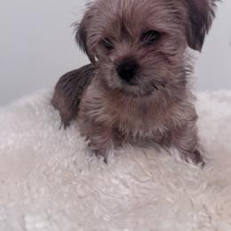 Howard - Liver male Shih Tzu puppy in Washington, Washington, D.C. from BVPT puppies