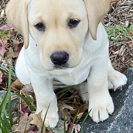 Labrador Retriever Puppies from Willow Ridge Labradors