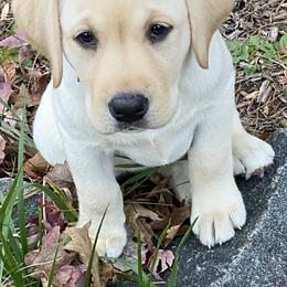 Labrador Retriever Puppies from Willow Ridge Labradors