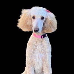 Poodles from Royal Reign Standard Poodles