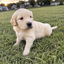 Gray - Golden male Golden Retriever puppy in Harrisburg, North Carolina from Bunn Ranch Goldens & Bernese