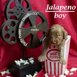 Jalapeno (green collar) boy - Red  male Goldendoodle puppy in Corona, California from Fluffy Puppy Mini Doodles LLC