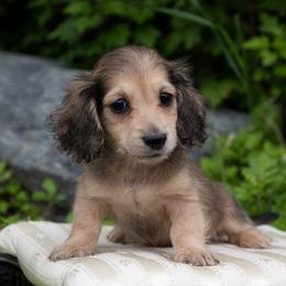 Fo 4000dollars - Cream male Dachshund puppy in Crystal, Michigan from Mare-bella Dachshunds
