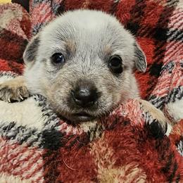 Sparkles - Blue speckled female Australian Cattle Dog puppy in Sneedville, Tennessee from JoAnn's Australian Cattle Dogs