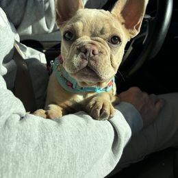 Peaches - French Bulldog