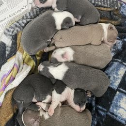 Boston Terrier Puppies from Bill's Boston Babies