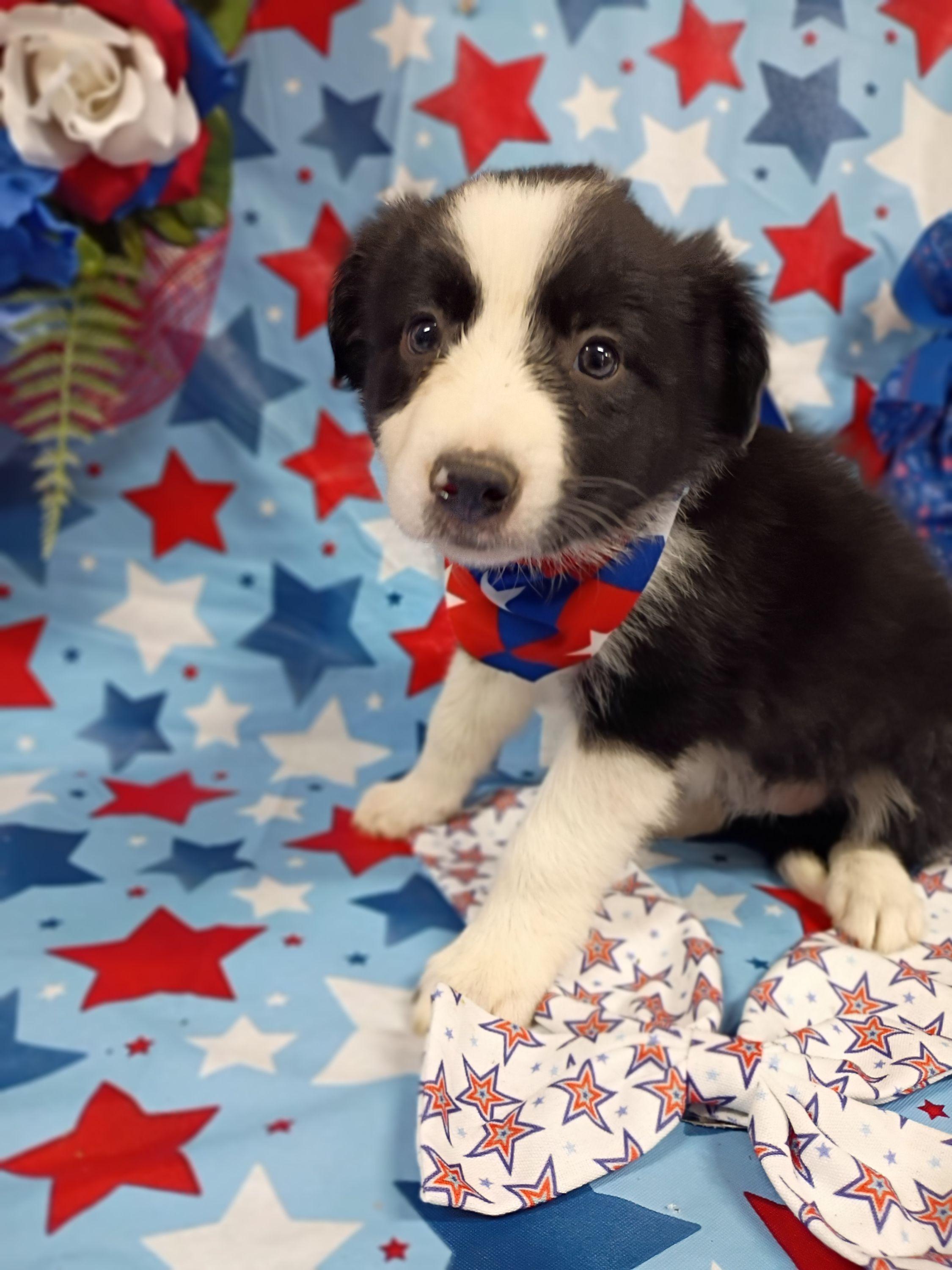 (Gaia) Salsita - Black and white female Border Collie puppy in Max, Nebraska from Stag Valley Homestead