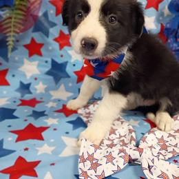 (Gaia) Salsita - Black and white female Border Collie puppy in Max, Nebraska from Stag Valley Homestead
