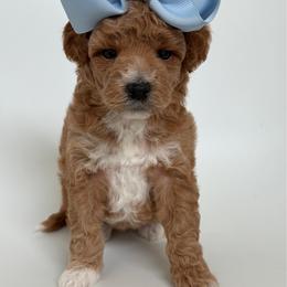 K- YELLOW GIRL - Red  female Goldendoodle puppy in Lewisville, Texas from Texas Goldendoodle Lovers