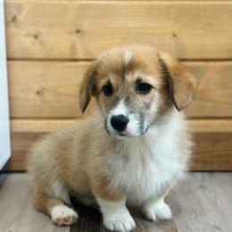 Iris - Sable female Pembroke Welsh Corgi puppy in Adairsville, Georgia from Ingram's Corgis