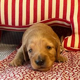 Cashmere - Cream female Dachshund puppy in Choccolocco, Alabama from Ace’s Doxies