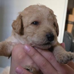 Pumpkin - Apricot male Double Doodle puppy in Oceanside, California from Strong Mountain Doodles
