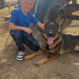 Athena - German Shepherd