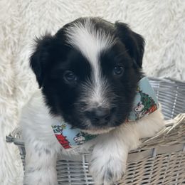 Eagle - Black tri-color male Australian Shepherd puppy in Marshall, Virginia from Greywood Farm Aussies