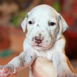 2nd pick male - White and black male Dalmatian puppy in Lake Mathews, California from Bully Market