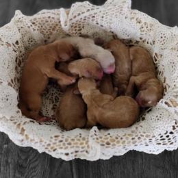Boy 3 - Caramel red male Australian Labradoodle puppy in Fort Defiance, Virginia from Crown Doodles