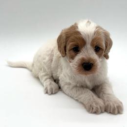 Sharona - Apricot female Australian Labradoodle puppy in Denton, Texas from Dignity Labradoodles
