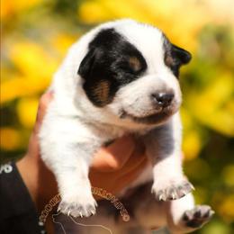 Ponyo (AKC) blue with tan - Blue speckled female Australian Cattle Dog puppy in Marana, Arizona from Impact 3rd Australian Cattle Dogs