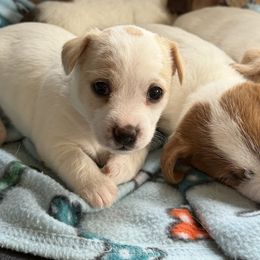 Female 3 - White and tan female Russell Terrier puppy in Zim, Minnesota from ZimBogWay Acres