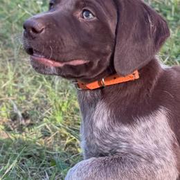Hickory - Liver roan male German Shorthaired Pointer puppy in Penn Valley, California from Finnan's Ranch German Shorthaired Pointers