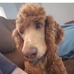 Lammy - Poodle