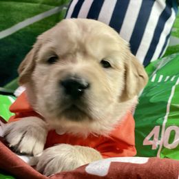Karen (purple) - Golden female Golden Retriever puppy in Gainesville, Florida from Heart and Soul Dog Breeding, Inc.