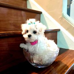Morkie puppies from Supreme Pups