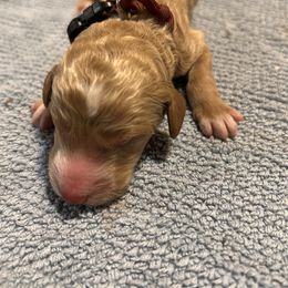 Boy 1 - male Poodle puppy in St. Johnsbury, Vermont from Poodles of the Northern Woods