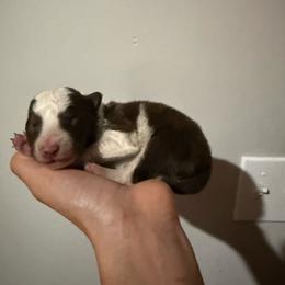 Red and white girl - Red female Border Collie puppy in Jackson, New Jersey from NJ Bees BC