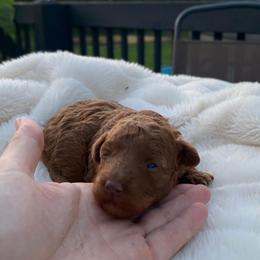 Darcy Mae - Red  female Poodle puppy in Utica, Ohio from Poodle Me Crazy