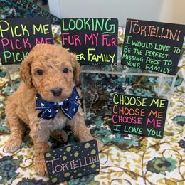 Tortellini - Yellow and white male Bernedoodle puppy in Macon County, North Carolina from Mountain Doodles