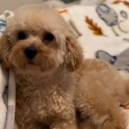 Goldendoodles and Poodles from Destiny’s Kennel